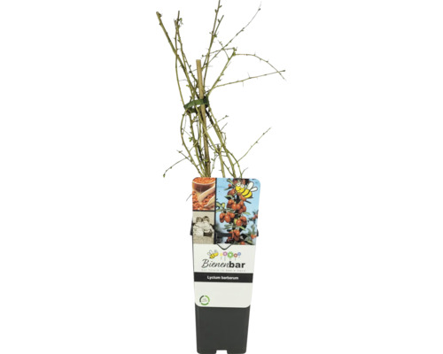 Goji-Beere Lycium barbarum im Topf