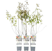 Drei Amelanchier-Spicata-Pflanzen im Topf