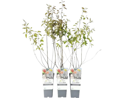 Drei Amelanchier-Spicata-Pflanzen im Topf