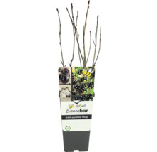 Aronia Pflanze Viking im Topf