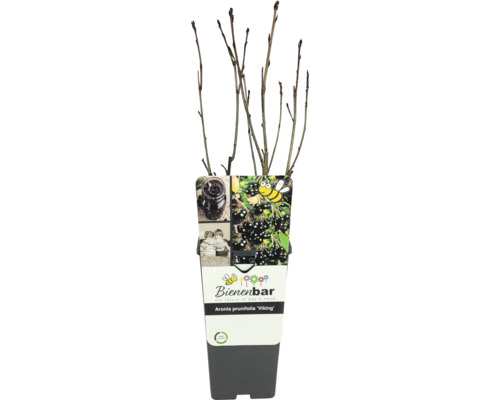 Aronia Pflanze Viking im Topf