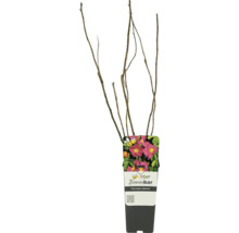 Dornenlose Apfelrose im Topf