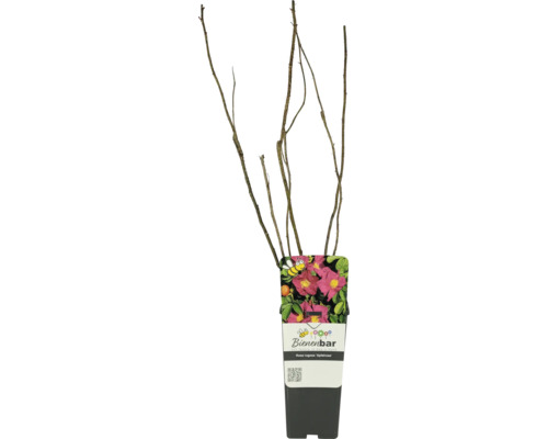 Dornenlose Apfelrose im Topf