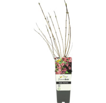 Weigelie ''Red Prince'' im Topf