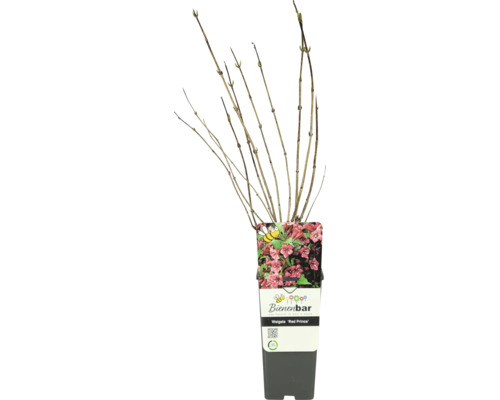 Weigelie ''Red Prince'' im Topf