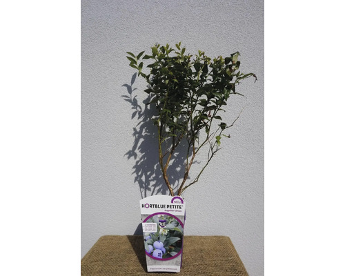 Gartenheidelbeere Vaccinium corymbosum 'Hortblue Petite' Co 3 L