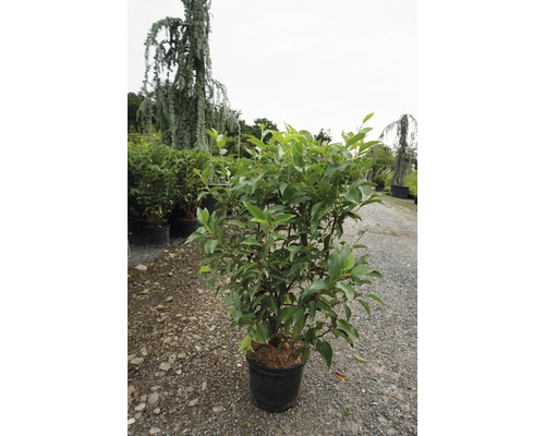 Portugiesischer Lorbeer Prunus lusitanica 'Angustifolia' 60-80 cm Co 5 L