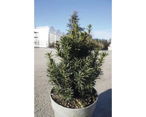 Zwerg-Eibe Taxus cuspidata 'Lescow' 25-40 cm Co 1,5 L