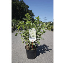 Rispenhortensie im Topf mit Pflanzenetikett