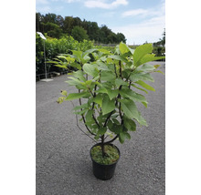 Amelanchier Baum im Topf für den Garten