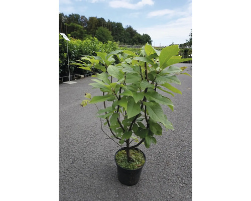 Trauben-Kirsche/Prunus padus 40-80 cm Co 3 L