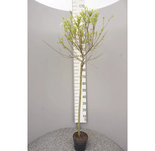 Buntblättrige Weide/Harlekinweide Salix integra 'Hakuro Nishiki' 150-175 cm Co 3 L