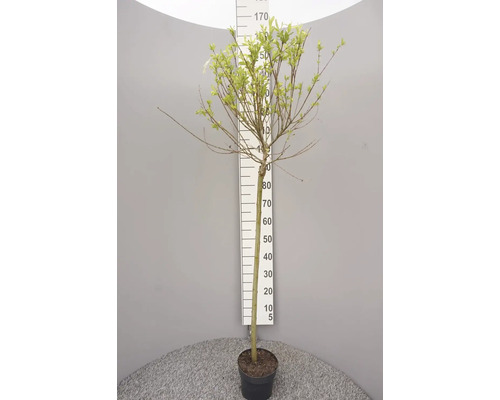 Buntblättrige Weide/Harlekinweide Salix integra 'Hakuro Nishiki' 150-175 cm Co 3 L