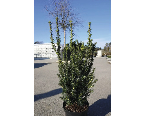 Hecken-Eibe Taxus media 'Hillii' 40-60 cm Co 3 L