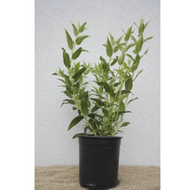Zwerg-Maiblumenstrauch/Deutzia gracilis 40-60 cm Co 1,5 L