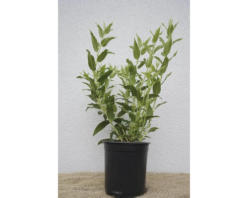 Zwerg-Maiblumenstrauch/Deutzia gracilis 40-60 cm Co 1,5 L