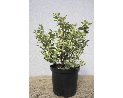 Weißbunter Kriechspindel/Euonymus fortunei 'Emerald Gaiety' 25-40 cm Co 1,5 L