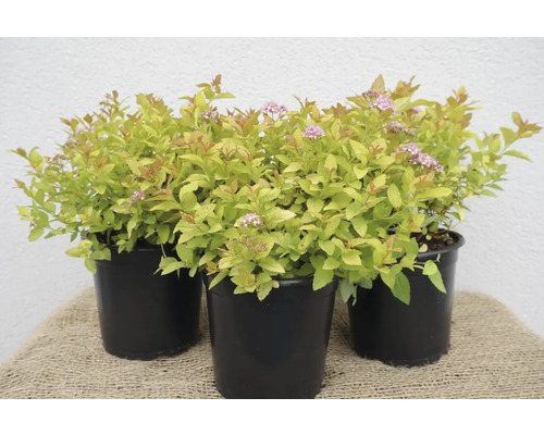 Gelbblättrige Zwerg-Spiere Spiraea japonica 'Golden Princess' 30-40 cm Co 1,5 L Drei Spirea japonica Pflanzen in schwarzen Töpfen