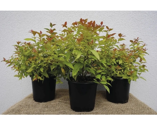 Goldblattspiere Spiraea japonica 'Goldflame' 30-40 cm Co 1,5 L