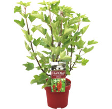 Rote Johannisbeere im Topf