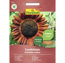 Samenpackung Samtkönigin Sonnenblume Helianthus annuus