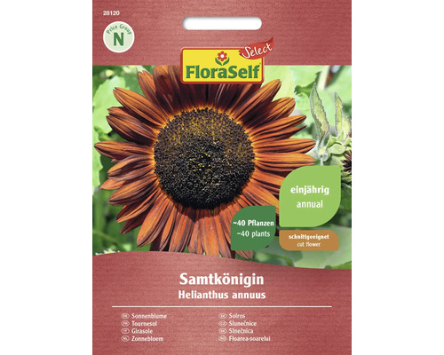 Blumensamen FloraSelf Select Sonnenblume 'Samtkönigin'
