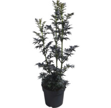 Säulen-Holunder Schwarzer Holunder FloraSelf Sambucus nigra 'Laced Up' Co 6 L
