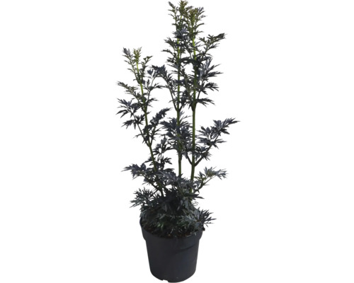 Säulen-Holunder Schwarzer Holunder FloraSelf Sambucus nigra 'Laced Up' Co 6 L Holunder Black Tower im Topf