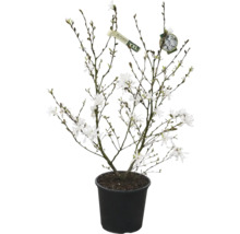 Magnolie im Topf mit weißen Blüten