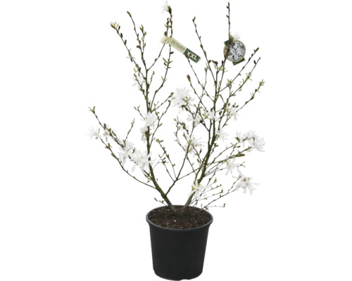 Magnolie im Topf mit weißen Blüten