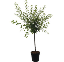 Baum im Topf mit grünen Blättern für den Garten