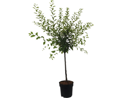 Baum im Topf mit grünen Blättern für den Garten