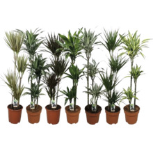 Verschiedene Drachenbaum Pflanzen in Töpfen