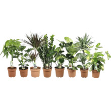 Verschiedene Zimmerpflanzen in Tontöpfen