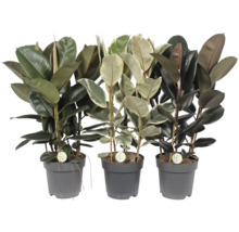 Drei Gummibäume in Töpfen