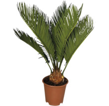 Sagopalmfarne in Pflanztopf