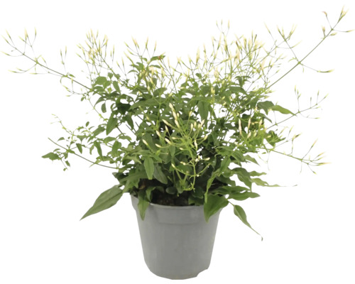 Arabischer Jasmin im Topf