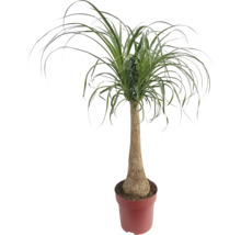 Elefantenfuß im Topf als Zimmerpflanze