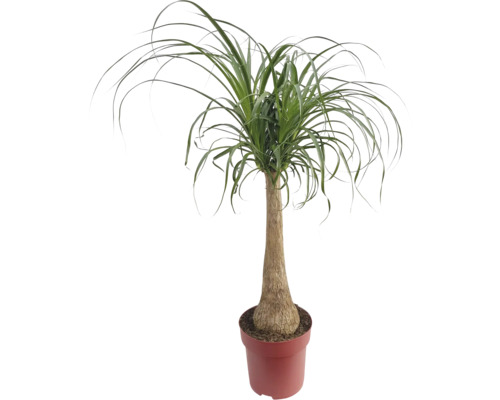 Elefantenfuß im Topf als Zimmerpflanze