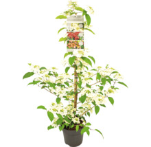 Schneeball ''Limelight'' im Topf mit Pflanzenetikett