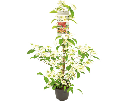 Schneeball ''Limelight'' im Topf mit Pflanzenetikett