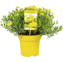 Halimium April Sun im gelben Topf