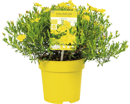 Halimium April Sun im gelben Topf