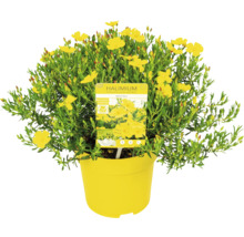 Halimium April Sun Strauch im Topf