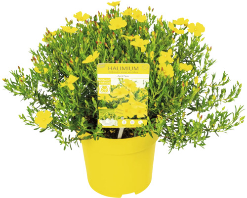Halimium April Sun Strauch im Topf