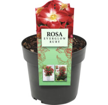 Rosa Everglow Ruby im Topf
