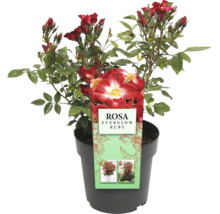 Rose Everglow Ruby im Topf