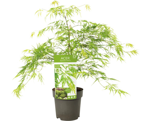 Japanischer Ahorn im Topf