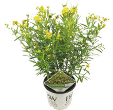 Blühende Hypericum Pflanze in einem Topf