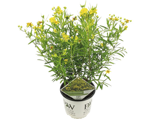 Blühende Hypericum Pflanze in einem Topf